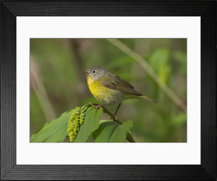 Framed Print : Nashville Warbler - On what is likely a False Solomon's-seal (Smilacina sp. ), Lily family. It hasn't opened yet. May Great Lakes Region, Point Pelee, Ontario, Canada _TPL8094 Framed Print : Nashville Warbler - On what is likely a False Solomon's-seal (Smilacina sp. ), Lily family. It hasn't opened yet. May Great Lakes Region, Point Pelee, Ontario, Canada _TPL8094