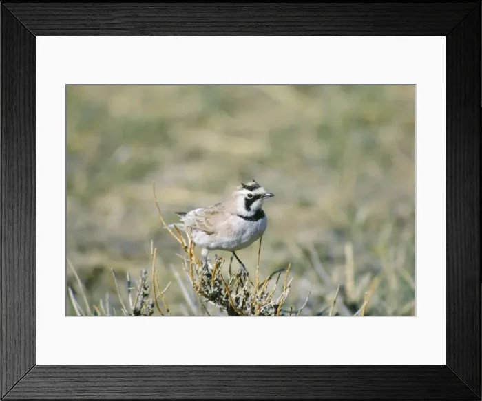 Framed Print : Horned Lark Framed Print : Horned Lark