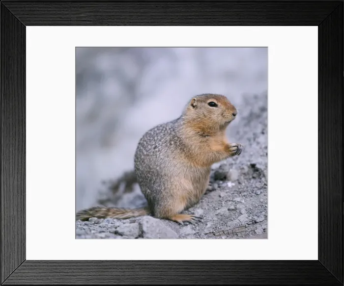 Framed Print : Arctic Ground Squirrel Framed Print : Arctic Ground Squirrel