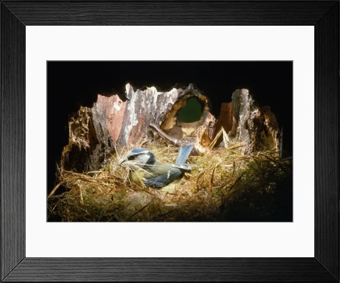 Framed Print : Blue Tit - brings material to nest Framed Print : Blue Tit - brings material to nest