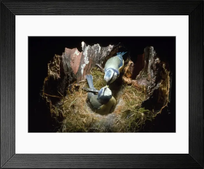 Framed Print : Blue Tit - male feeding female in nest hole Framed Print : Blue Tit - male feeding female in nest hole
