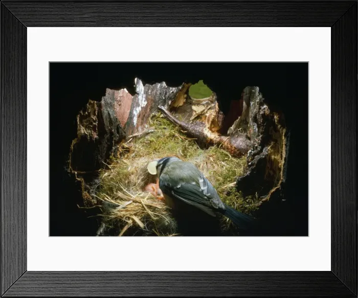 Framed Print : Blue Tit - female picks egg shells out of nest Framed Print : Blue Tit - female picks egg shells out of nest