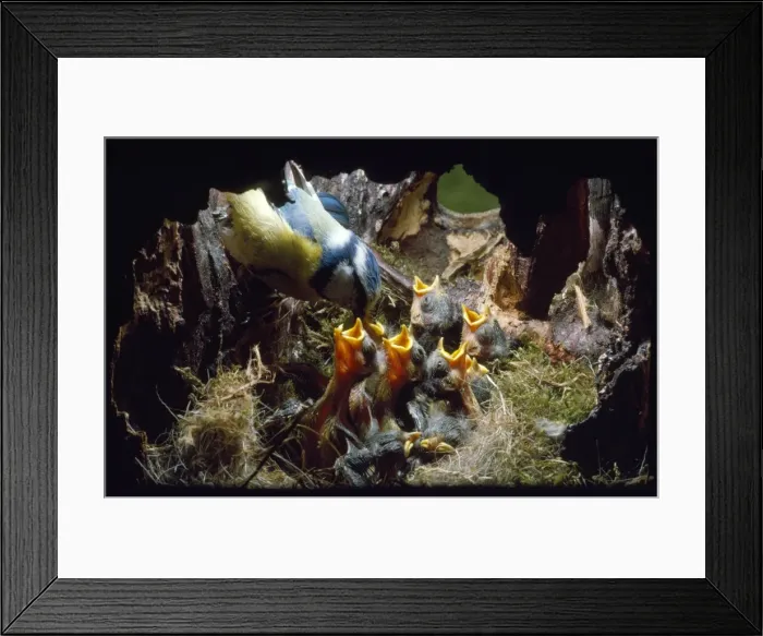 Framed Print : Blue Tit - feeding nestlings (8 days old) Framed Print : Blue Tit - feeding nestlings (8 days old)