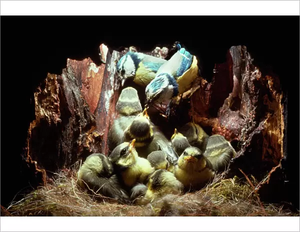 Blue Tit - parents feeding 16 day old chicks