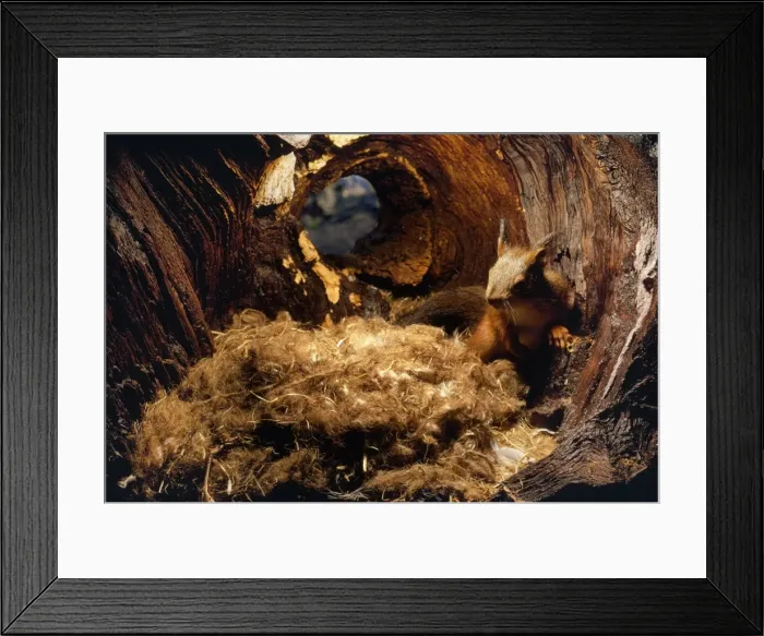 Framed Print : Red Squirrel - on nest in hole Framed Print : Red Squirrel - on nest in hole