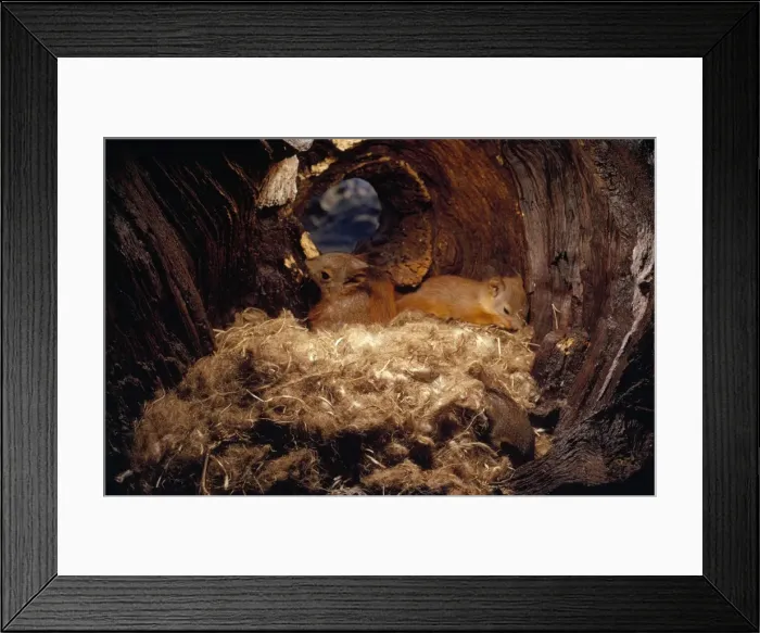 Framed Print : Red Squirrel - young in nest Framed Print : Red Squirrel - young in nest