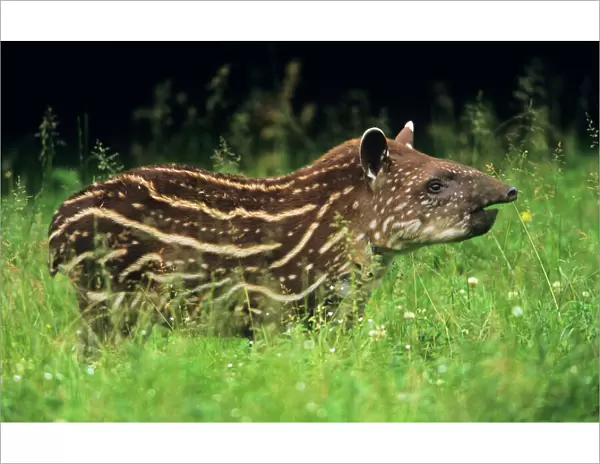 Tapir - young