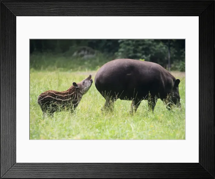 Framed Print : Tapir - mother with calf