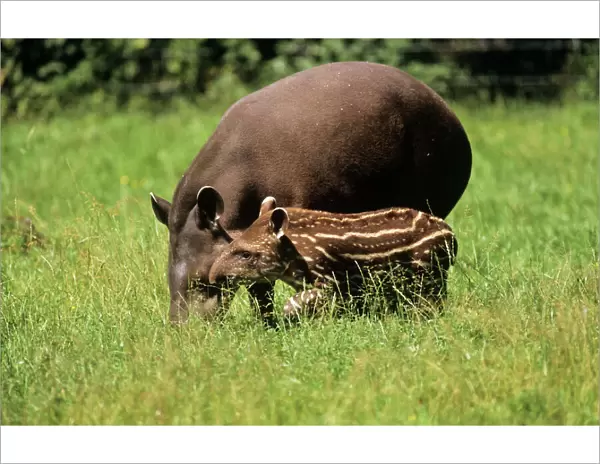 Tapir - mother & calf