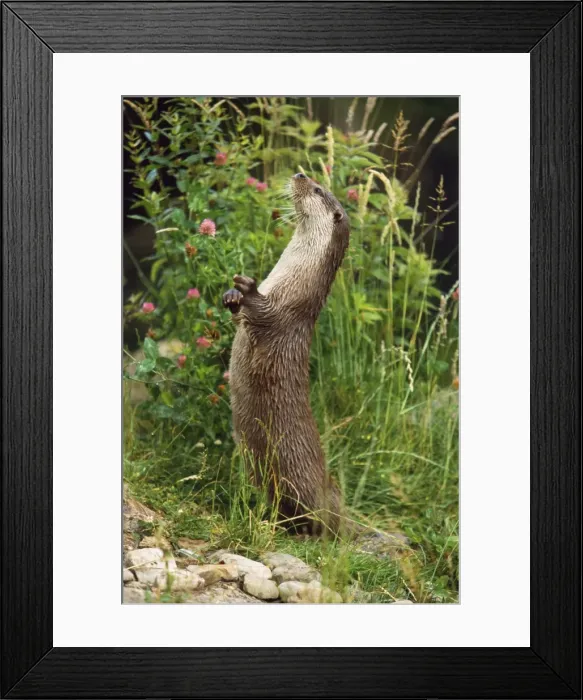 Framed Print : European Otter - standing on hind legs Framed Print : European Otter - standing on hind legs