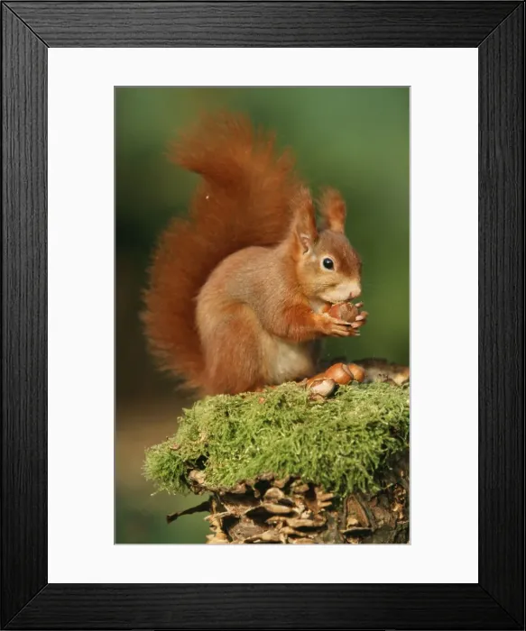 Framed Print : Red Squirrel Eating nut Framed Print : Red Squirrel Eating nut