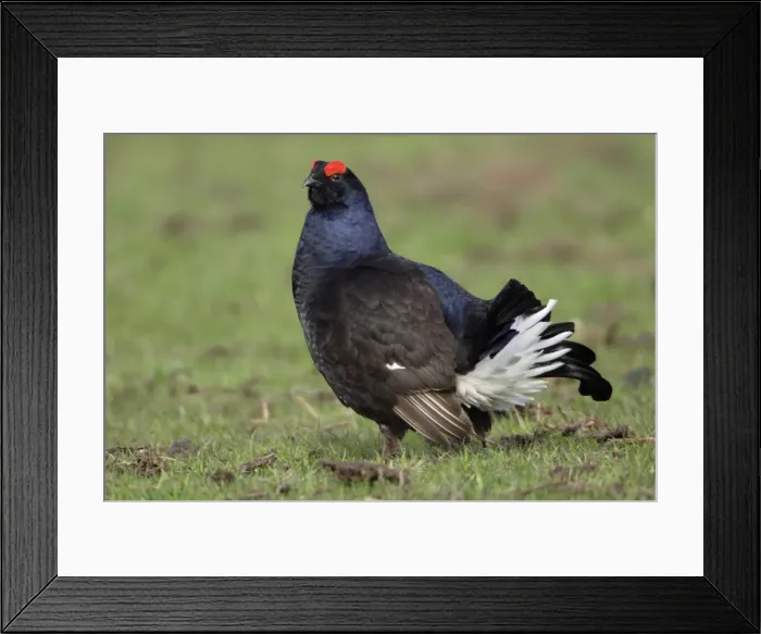 Framed Print : Black Grouse - Male, on pasture courtship displaying (Lyrurus tetrix) Durham, England Framed Print : Black Grouse - Male, on pasture courtship displaying (Lyrurus tetrix) Durham, England
