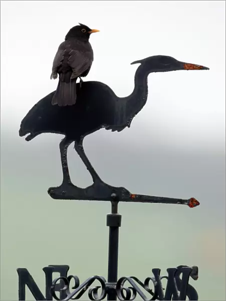 Blackbird - Male sitting on 'Heron' weather-vane Northumberland, England