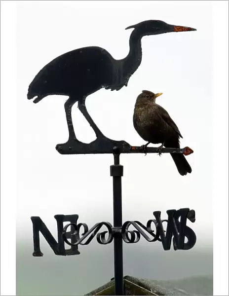 Blackbird - Female sitting on 'Heron' weather-vane Northumberland, England