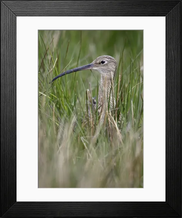 Framed Print : Curlew - Sitting on nest Durham, England Framed Print : Curlew - Sitting on nest Durham, England