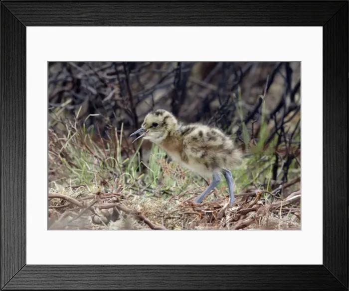 Framed Print : Curlew - Newly hatched chick calling to parents Durham, England Framed Print : Curlew - Newly hatched chick calling to parents Durham, England