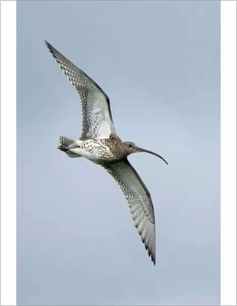 Curlew - in flight over moorland breeding territory Northumberland, UK