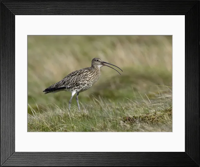 Framed Print : Curlew - Male calling in moorland breeding territory Northumberland, England Framed Print : Curlew - Male calling in moorland breeding territory Northumberland, England
