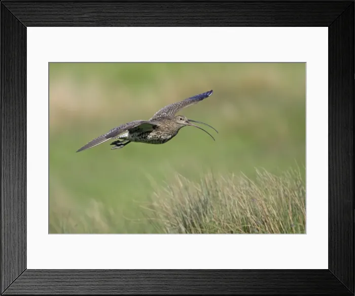 Framed Print : Curlew - calling in flight over moorland breeding territory Framed Print : Curlew - calling in flight over moorland breeding territory