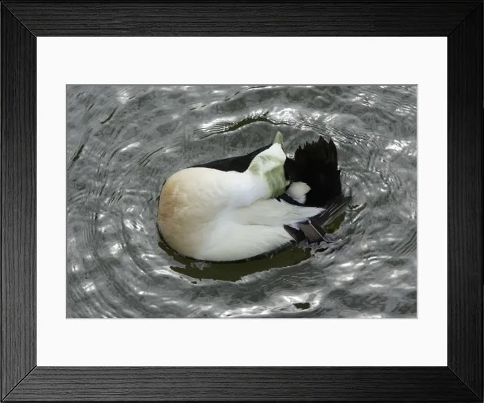 Framed Print : Eider - Male water-proofing feathers with tail gland Northumberland coast, England Framed Print : Eider - Male water-proofing feathers with tail gland Northumberland coast, England