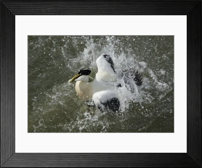 Framed Print : Eider - Male bathing in sea Northumberland coast, England Framed Print : Eider - Male bathing in sea Northumberland coast, England