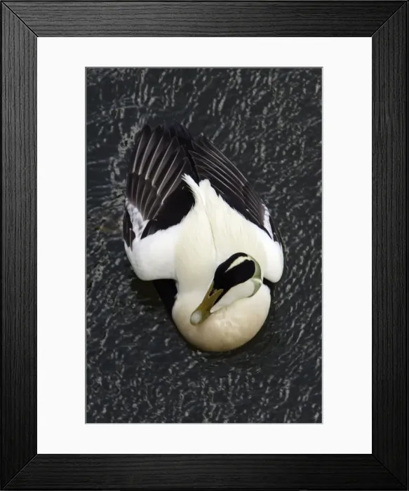 Framed Print : Eider - Male, displaying breeding plumage Northumberland coast, England Framed Print : Eider - Male, displaying breeding plumage Northumberland coast, England