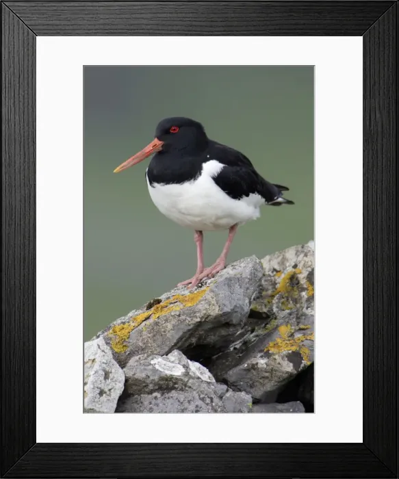 Framed Print : Oystercatcher - Sitting on moorland wall Durham, England Framed Print : Oystercatcher - Sitting on moorland wall Durham, England