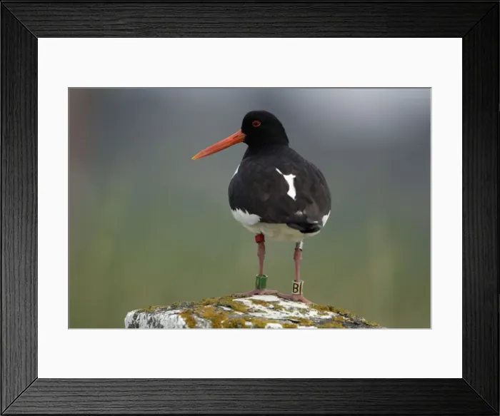 Framed Print : Oystercatcher - With 4 rings on legs Northumberland coast, England Framed Print : Oystercatcher - With 4 rings on legs Northumberland coast, England