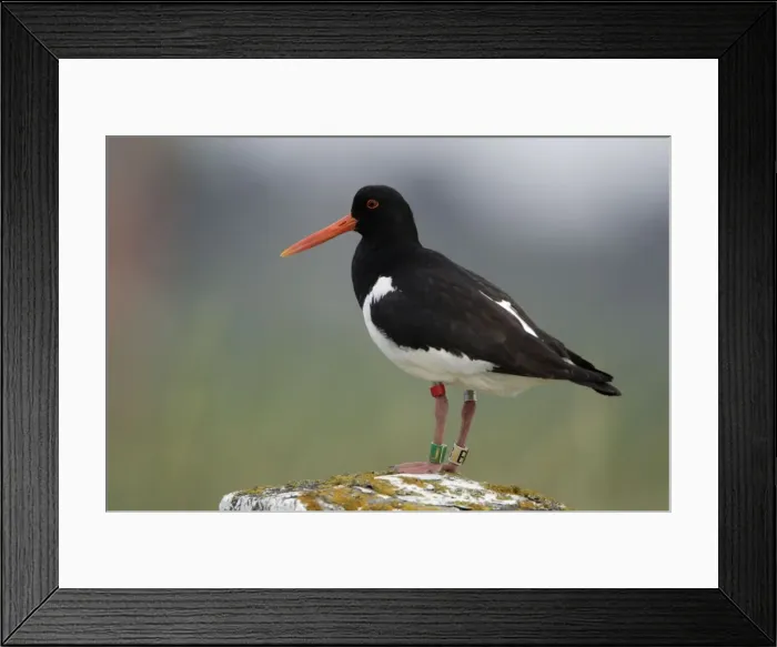 Framed Print : Oystercatcher - With 4 rings on legs Northumberland coast, England Framed Print : Oystercatcher - With 4 rings on legs Northumberland coast, England