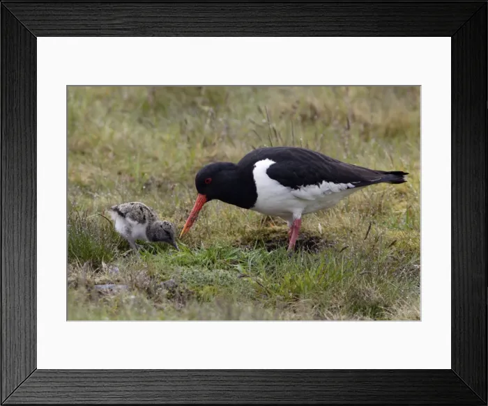 Framed Print : Oystercatcher - Parent feeding chick on moorland Northumberland, England Framed Print : Oystercatcher - Parent feeding chick on moorland Northumberland, England