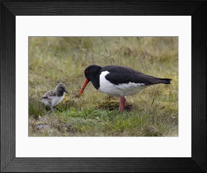Framed Print : Oystercatcher - Parent tending chick on moorland Northumberland, England Framed Print : Oystercatcher - Parent tending chick on moorland Northumberland, England