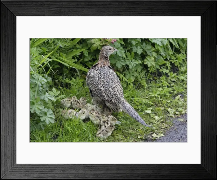 Framed Print : Pheasant - Hen with chick on road-side verge Northumberland, England Framed Print : Pheasant - Hen with chick on road-side verge Northumberland, England