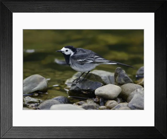 Framed Print : Pied Wagtail - British race, adult singing on hill stream Northumberland, England Framed Print : Pied Wagtail - British race, adult singing on hill stream Northumberland, England