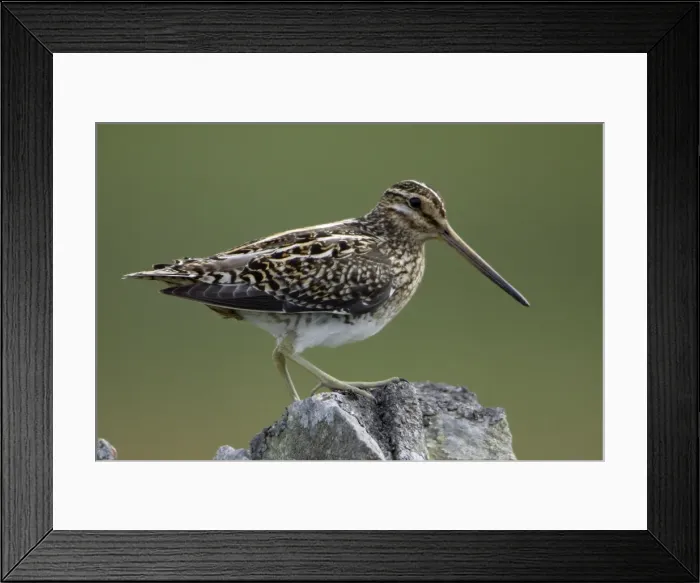 Framed Print : Snipe - Adult perched on stone wall Northumberland, England Framed Print : Snipe - Adult perched on stone wall Northumberland, England