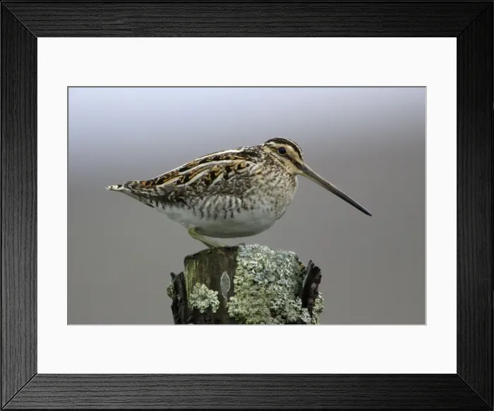 Framed Print : Snipe - Adult perched on fence post Northumberland, England Framed Print : Snipe - Adult perched on fence post Northumberland, England