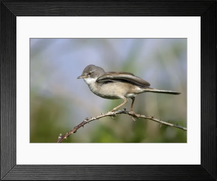 Framed Print : Whitethroat - Male displaying to female Northumberland, England Framed Print : Whitethroat - Male displaying to female Northumberland, England