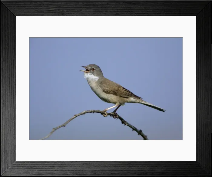 Framed Print : Whitethroat - Male singing in nesting territory Northumberland, England Framed Print : Whitethroat - Male singing in nesting territory Northumberland, England