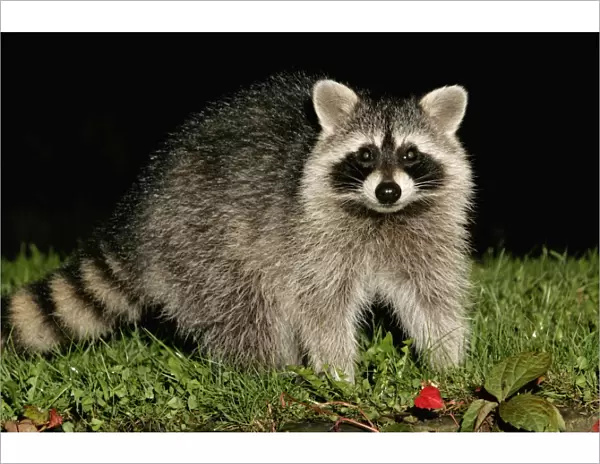 Raccoon - In garden at night, searching for food in autumn. Lower Saxony, Gremany