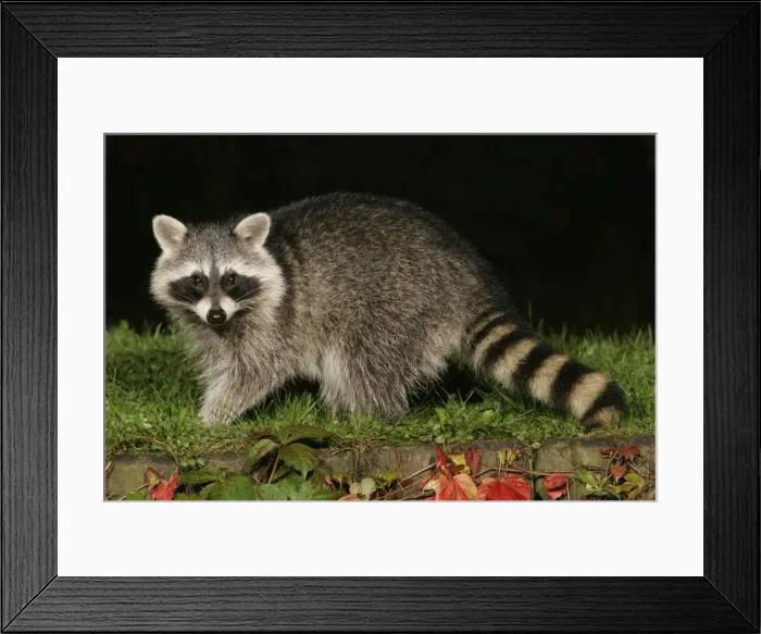 Framed Print : Raccoon - In garden at night, searching for food in autumn. Lower Saxony, Germany Framed Print : Raccoon - In garden at night, searching for food in autumn. Lower Saxony, Germany