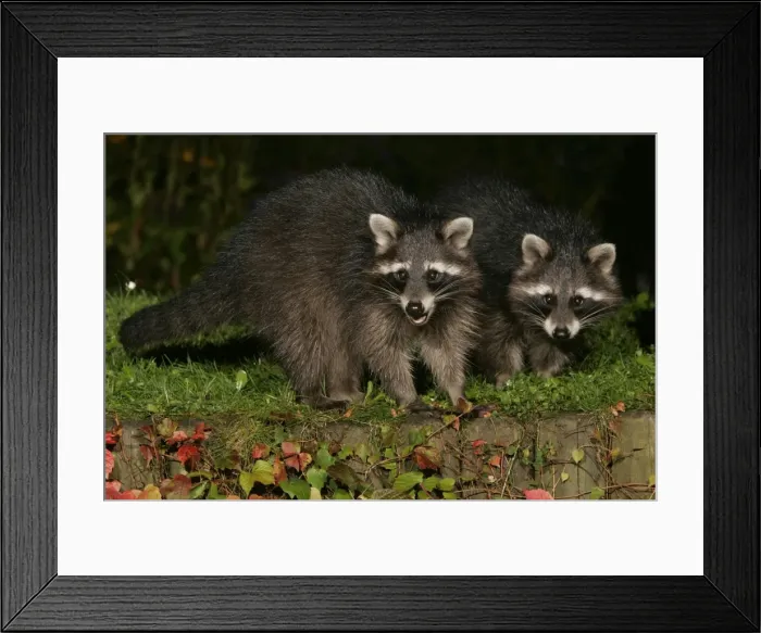 Framed Print : Raccoons - In garden at night, searching for food in autumn. Lower Saxony, Germany Framed Print : Raccoons - In garden at night, searching for food in autumn. Lower Saxony, Germany