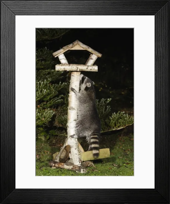 Framed Print : Raccoon - In garden at night, climbing bird feeding station in search of food. Lower Saxony, Germany Framed Print : Raccoon - In garden at night, climbing bird feeding station in search of food. Lower Saxony, Germany