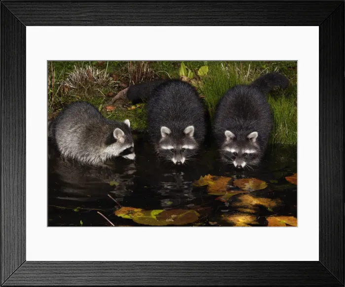 Framed Print : Raccoons - In garden pond at night, searching for food, autumn. Lower Saxony, Germany Framed Print : Raccoons - In garden pond at night, searching for food, autumn. Lower Saxony, Germany