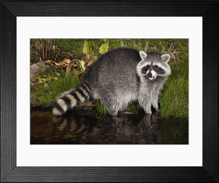 Framed Print : Raccoon - In garden pond at night, searching for food, autumn. Lower Saxony, Germany