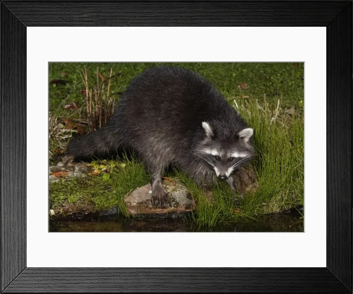 Framed Print : Raccoon - At garden pond, night time, searching for food, autumn. Lower Saxonx, Gremany Framed Print : Raccoon - At garden pond, night time, searching for food, autumn. Lower Saxonx, Gremany