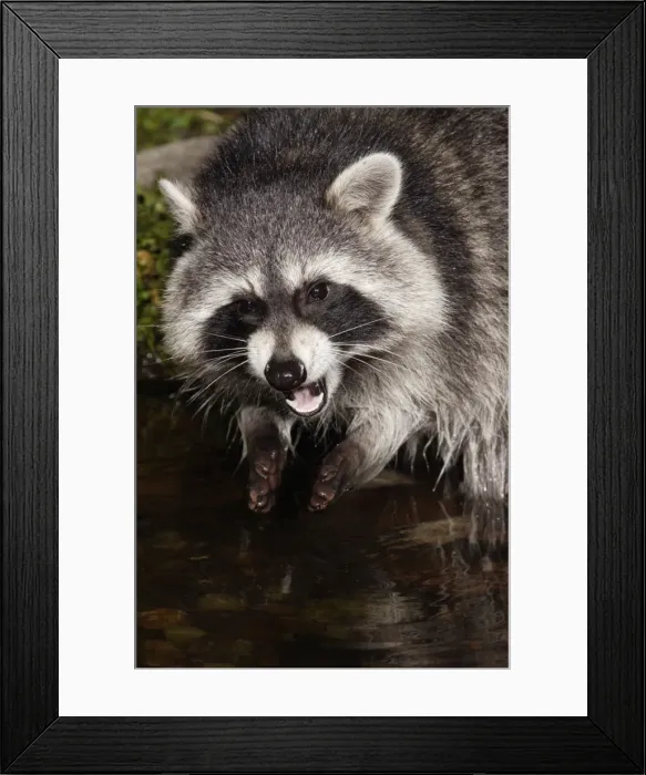 Framed Print : Raccoon - In garden pond at night, eating food, autumn. Lower Saxony, Germany Framed Print : Raccoon - In garden pond at night, eating food, autumn. Lower Saxony, Germany