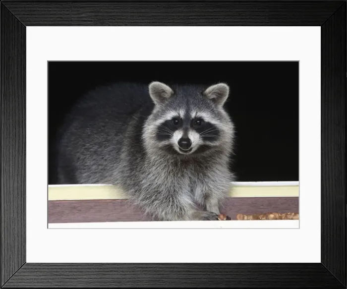 Framed Print : Raccoon - On window-sill, eating hazel nuts. Lower Saxony, Germany
