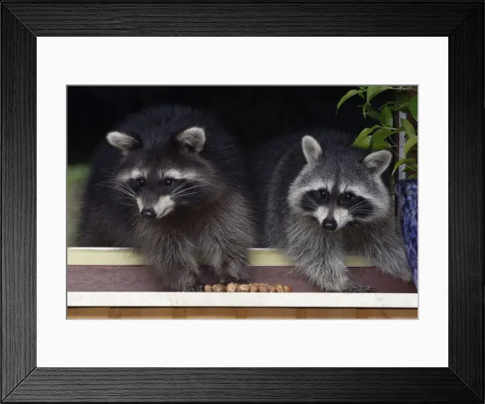 Framed Print : Racoons - On window-sill, eating hazel nuts. Lower Saxony, Germany Framed Print : Racoons - On window-sill, eating hazel nuts. Lower Saxony, Germany