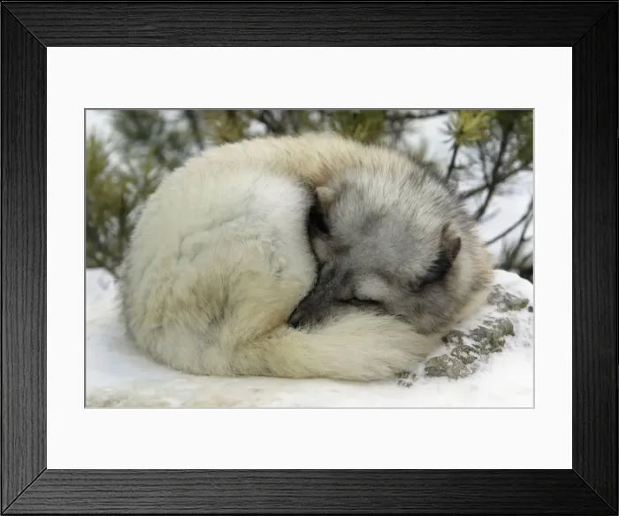 Framed Print : Arctic Fox - In winter with winter coat. Sleeping curled up in snow Framed Print : Arctic Fox - In winter with winter coat. Sleeping curled up in snow