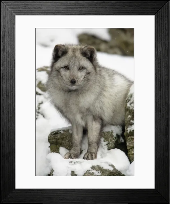 Framed Print : Arctic Fox - In winter with winter coat Framed Print : Arctic Fox - In winter with winter coat