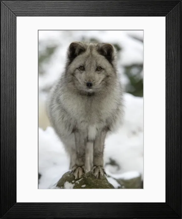 Framed Print : Arctic Fox - In winter with winter coat Framed Print : Arctic Fox - In winter with winter coat